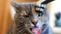 drink water faucets Animals tongues cats