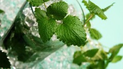 drinking glass leaves Plants