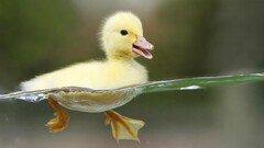 duck Birds split-view baby animals water Animals