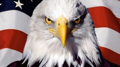 eagle American Flag Animals Birds