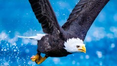 eagle Animals Birds