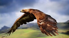 eagle Birds Animals wings flying