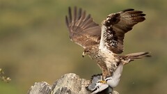 eagle nature Animals Birds