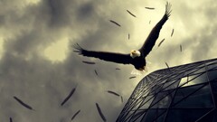 eagle reflection Animals