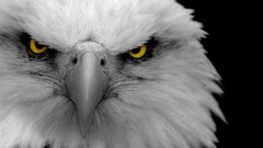eagle selective coloring Birds Animals Kara Kartal