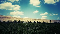 Egypt sky Plants outdoors