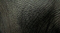 elephant Animals Mammals texture