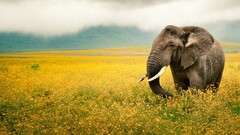 elephant Animals national geographic Mammals