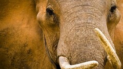 elephant Animals national geographic