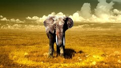 elephant Animals nature
