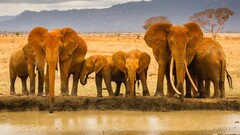 elephant Animals river