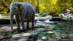 elephant river nature Animals