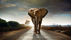 elephant road Animals digital art