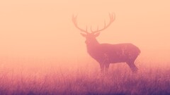 elk Animals deer nature