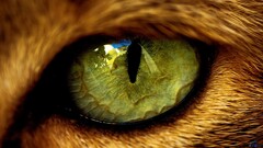 eyes cats Animals