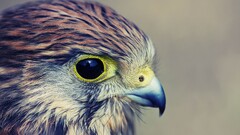 falcons Birds Animals kestrel