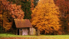 fall House leaves nature