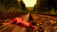 fall leaves railway