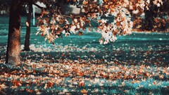 fall leaves Trees