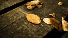 fall leaves wooden surface