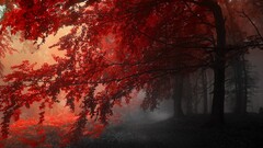 fall mist red nature