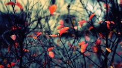 fall nature twigs leaves Plants