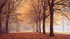 fall Park outdoors leaves