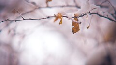 fall Plants outdoors