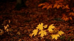fall seasons forest leaves nature