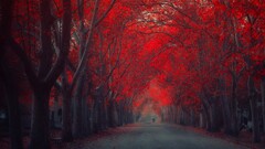 fall Trees leaves road red