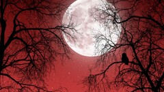 fantasy art night moon Trees