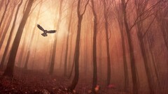 fantasy art owl forest rain nature Animals