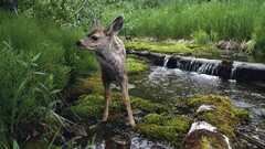 fawns nature Animals water moss deer Plants Mammals outdoors