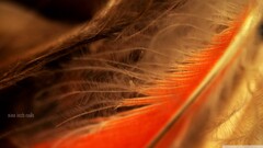 feathers macro nine inch nails