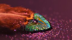 feathers Richard Mohler water drops Glitter macro colorful