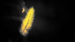 feathers selective coloring black background yellow