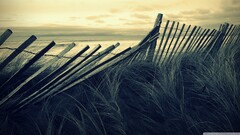 fence outdoors Plants