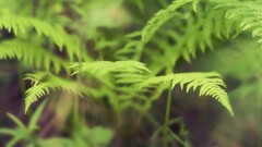 Ferns depth of field multiple display Plants