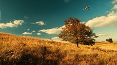 field Aircraft Trees landscape