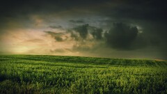 field grass skyscape clouds landscape
