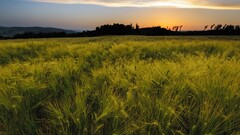 field landscape Plants