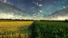field landscape sky clouds Plants