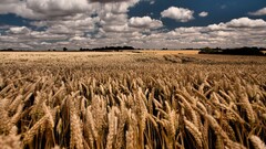 field landscape wheat sky hdr
