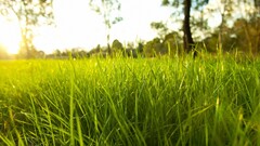 field nature grass sunlight macro depth of field Plants Trees