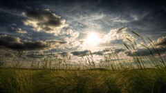 field nature sky sunlight clouds Plants