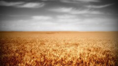 field Plants wheat sky landscape
