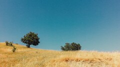 field Trees landscape dry grass summer clear sky plains hills