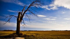 field Trees sky landscape