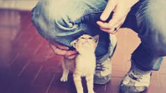 filter cats Animals jeans