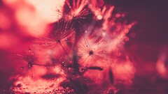 filter macro depth of field nature Plants water drops